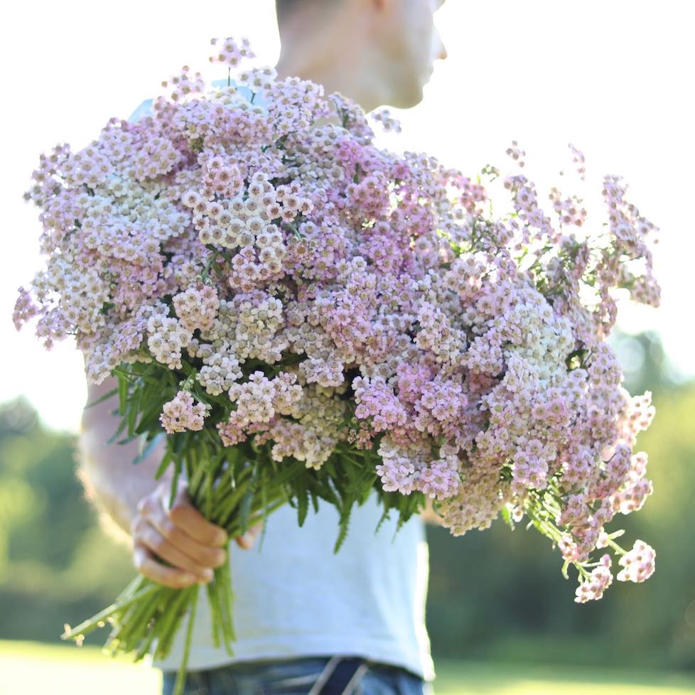 Yarrow 'Love Parade'