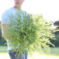 Cress 'Green Dragon'