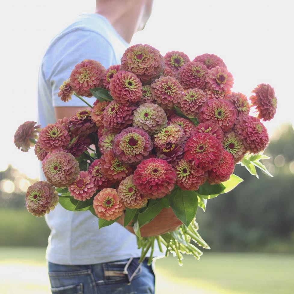 Zinnia 'Queen Lime Red'