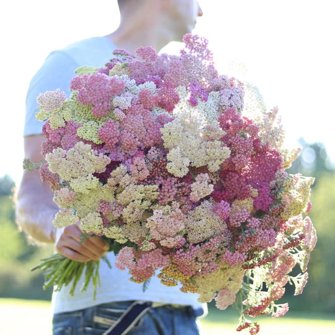 Yarrow 'Summer Berries'