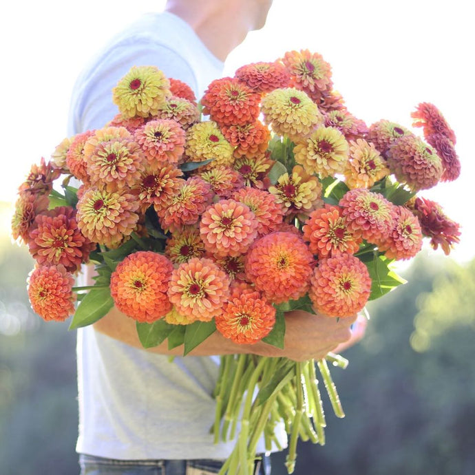 Zinnia 'Queen Lime Orange'