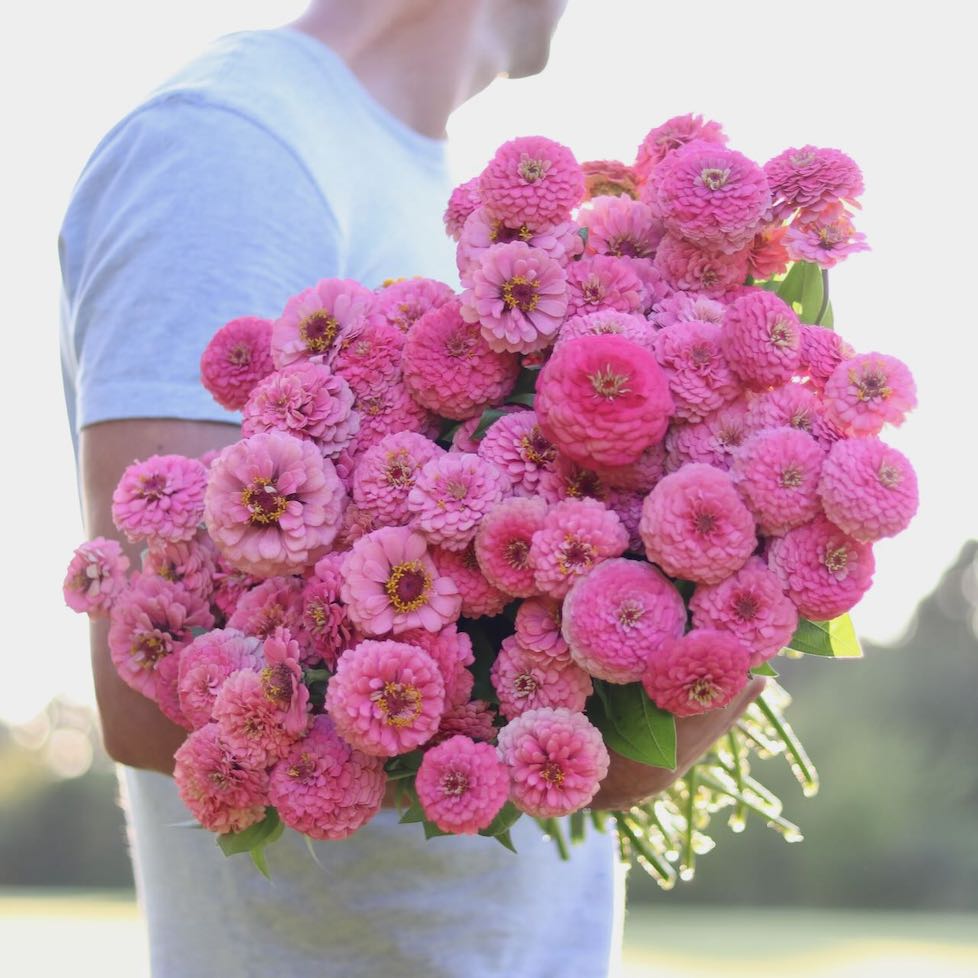 Zinnia 'Oklahoma Pink'