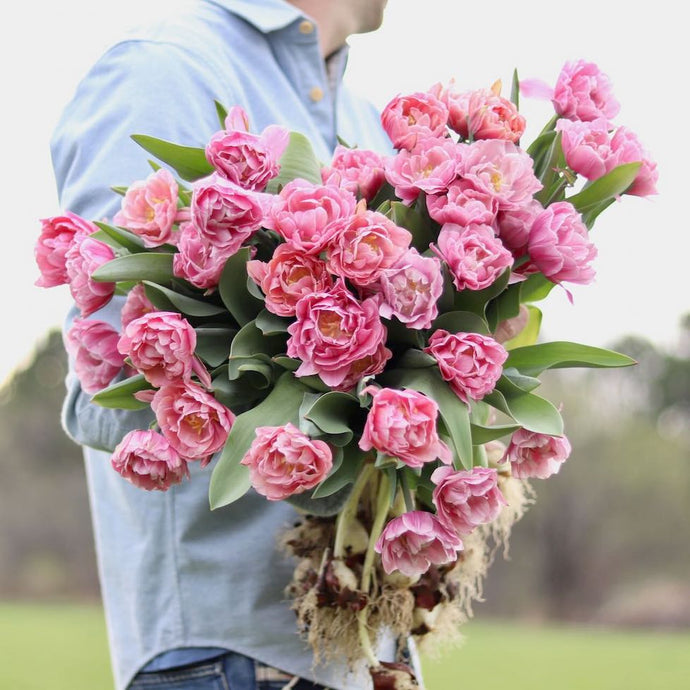 Tulip 'Pink Cameo'