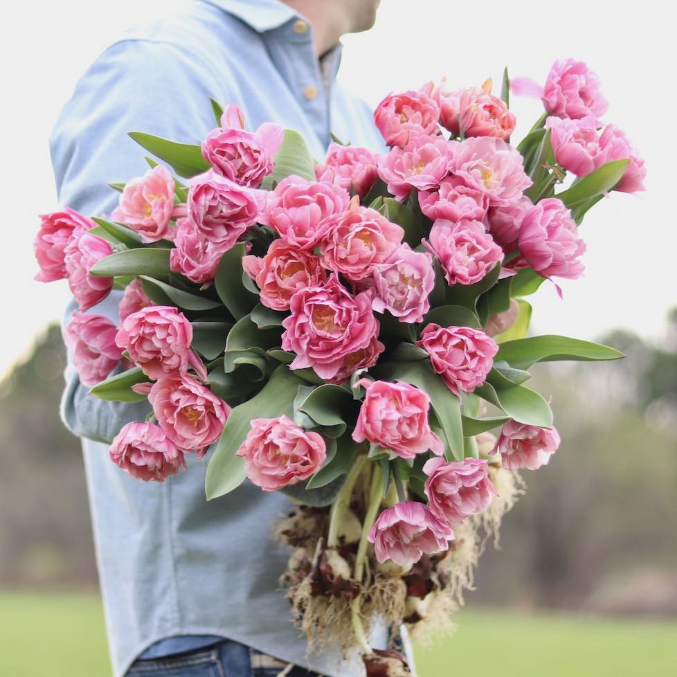 Tulip 'Pink Cameo'