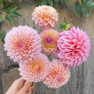 Dahlia 'Coralie'