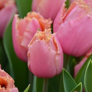 Tulip ‘Heartbeat'