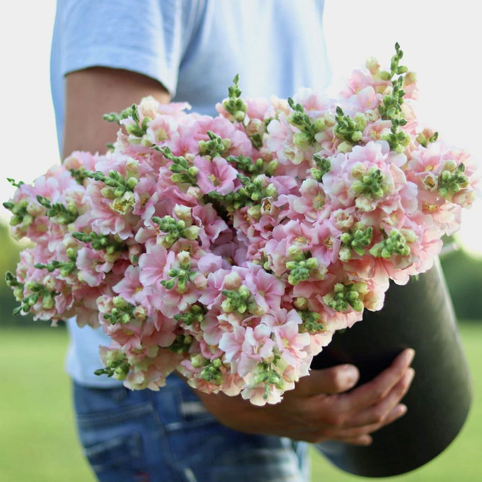 Snapdragon 'Chantilly Light Pink'