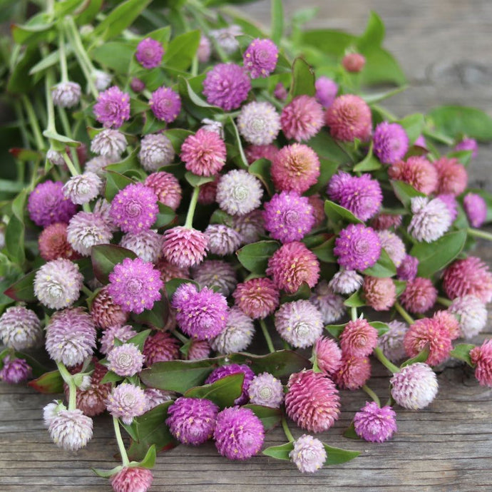 Globe Amaranth 'Pastel Mix'