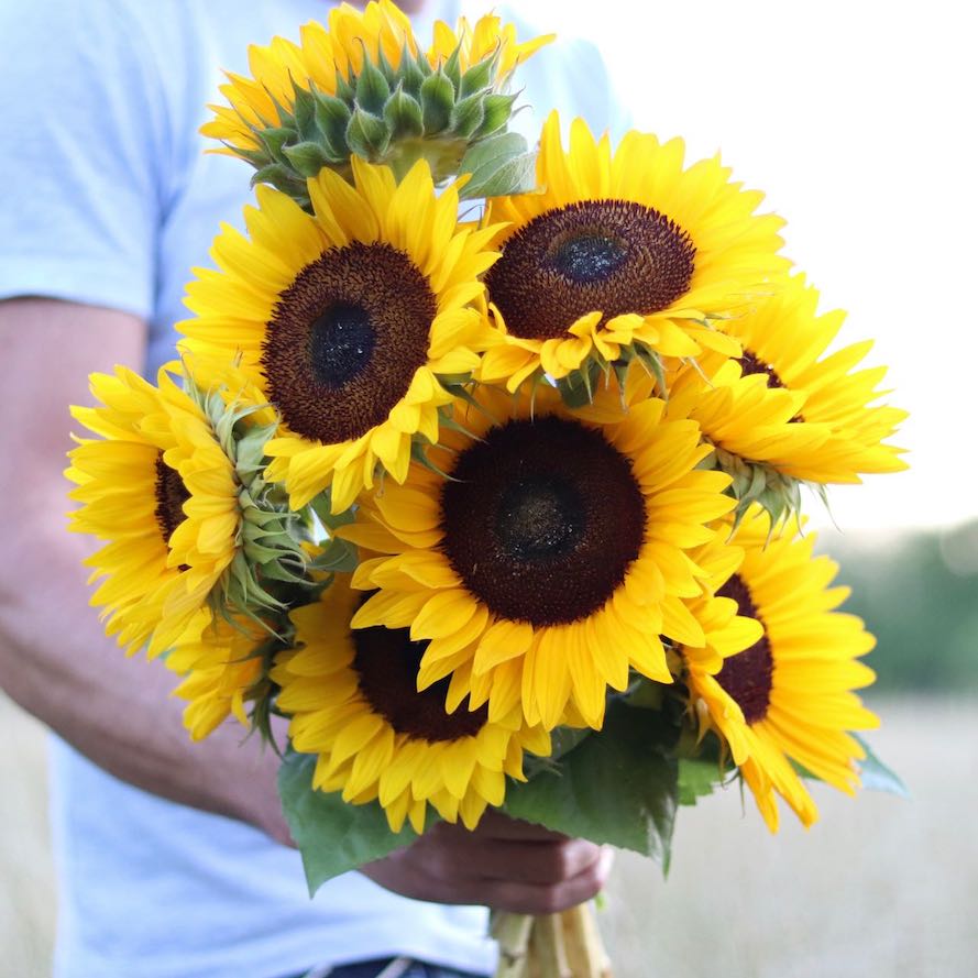 Sunflower 'Pro Cut Orange'