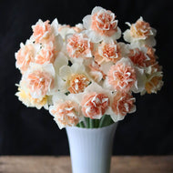 Narcissus 'Flower Surprise'