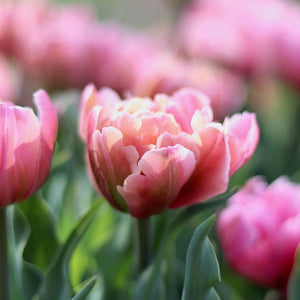 Tulip 'Pink Star'