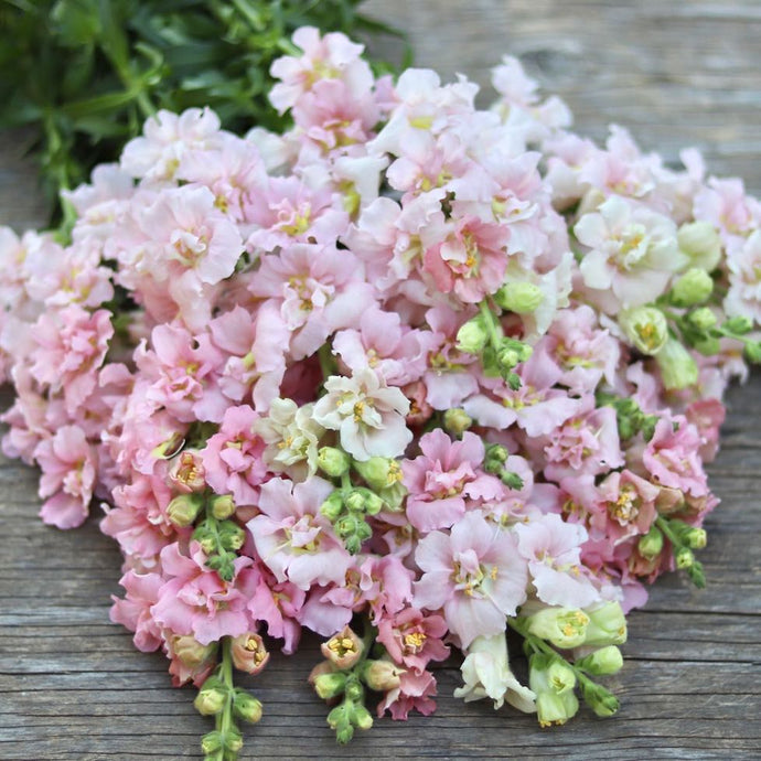 Snapdragon 'Madame Butterfly Pink'