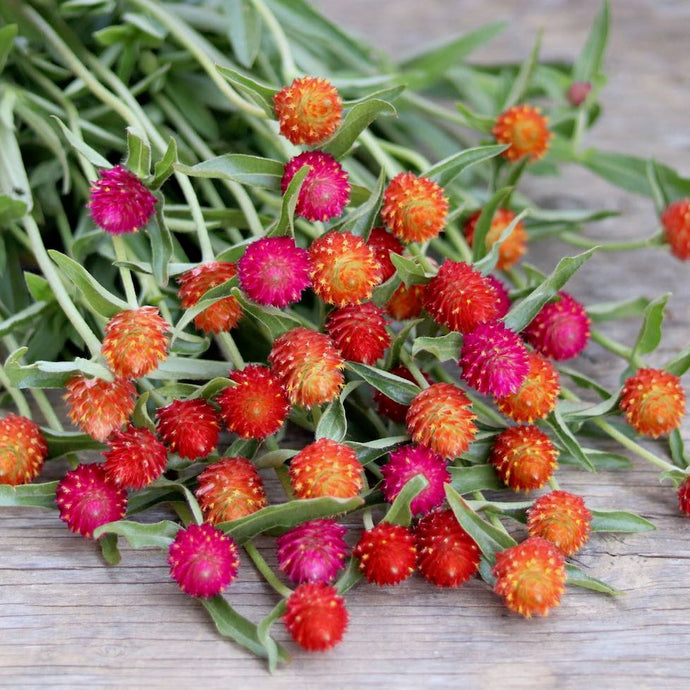 Globe Amaranth 'Jewel Tone Mix'