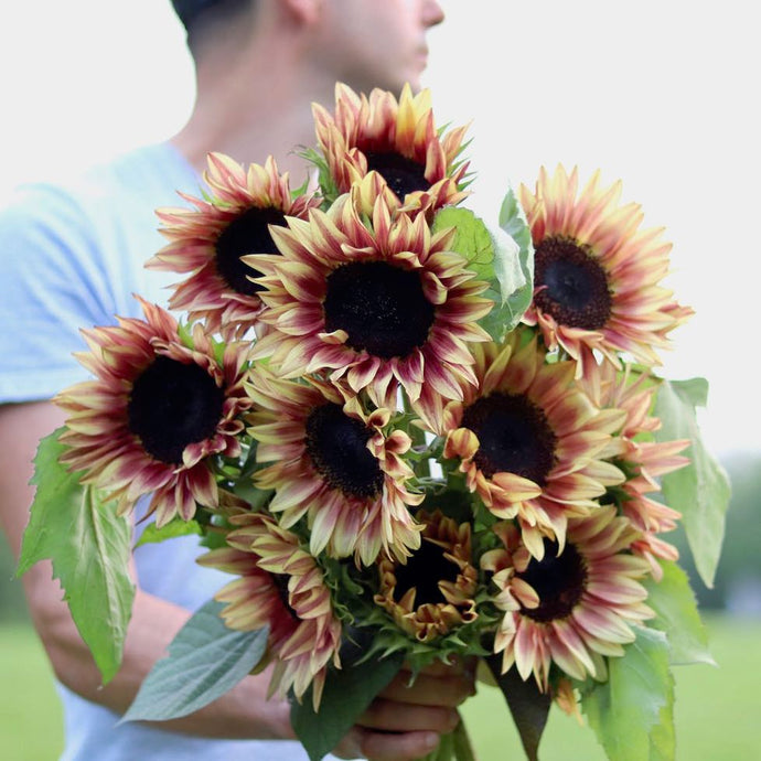 Sunflower 'Pro Cut Plum'