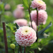 Load image into Gallery viewer, Dahlia &#39;Wizard of Oz&#39;