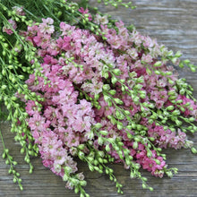 Load image into Gallery viewer, Larkspur &#39;Light Pink&#39;