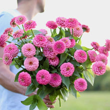 Load image into Gallery viewer, Zinnia &#39;Oklahoma Pink&#39;