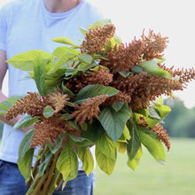 Load image into Gallery viewer, Amaranthus &#39;Hot Biscuits&#39;