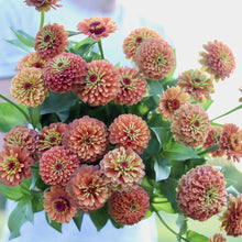 Load image into Gallery viewer, Zinnia &#39;Queen Lime Orange&#39;