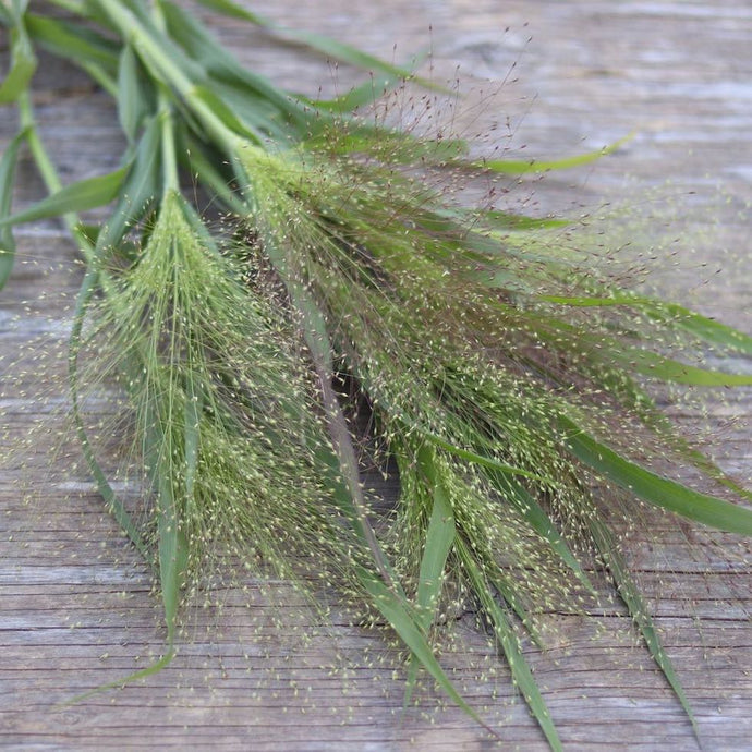 Ornamental Grass 'Frosted Explosion'