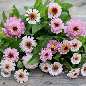 Zinnia 'Zinderella Lilac'