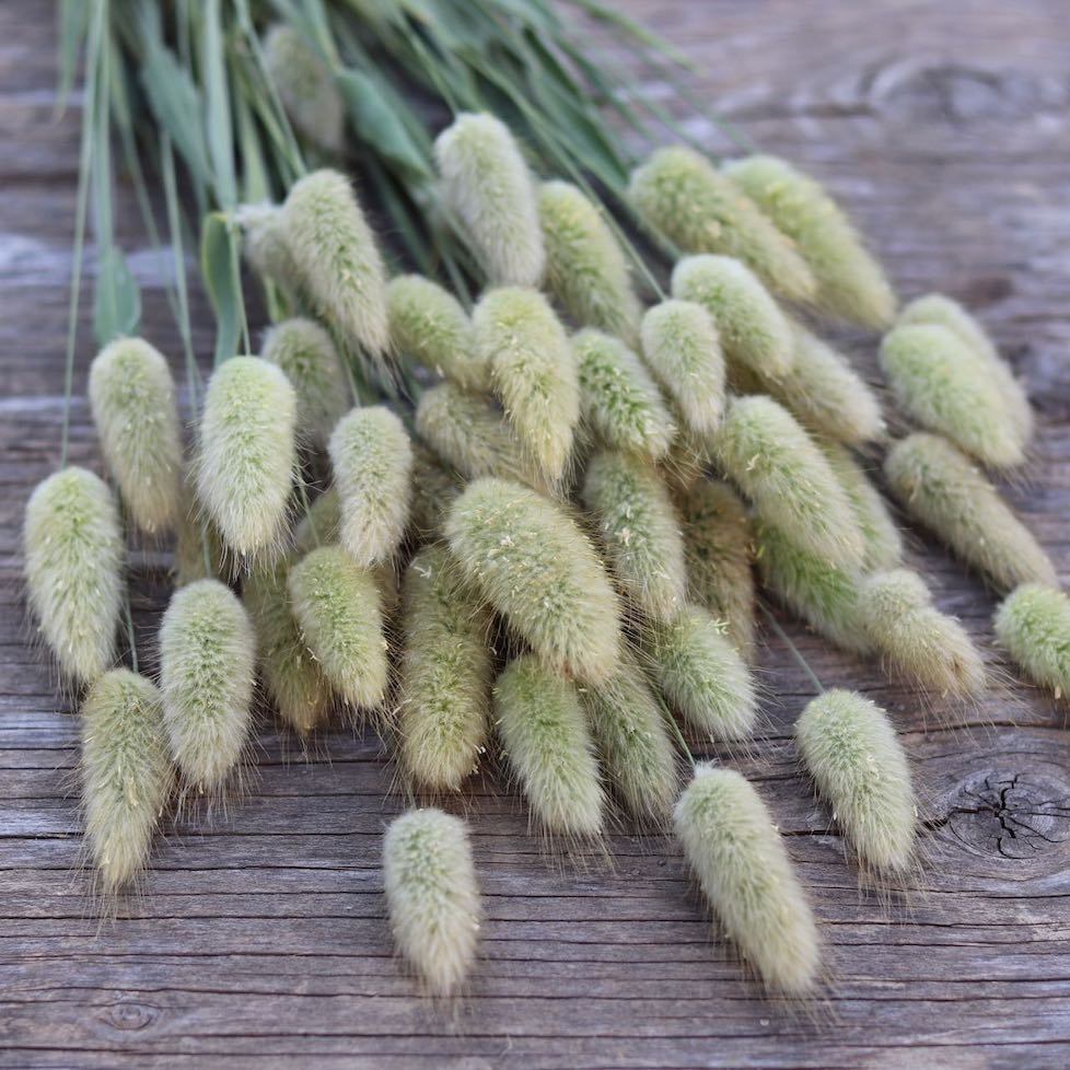 Ornamental Grass 'Bunny Tails'
