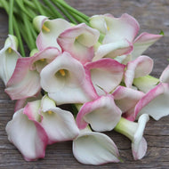 Calla Lily 'Marrero'
