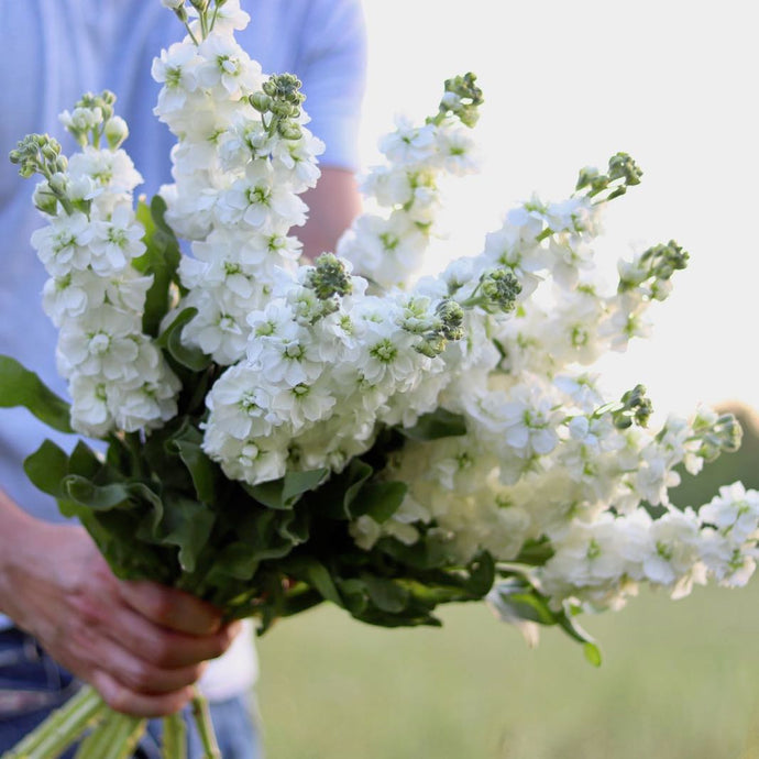 Stock 'Avalanche'