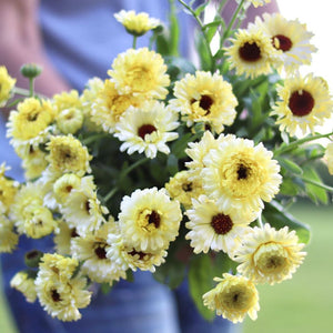 Calendula 'Ivory Princess'