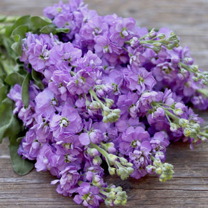 stock flower lavender Stock 'Lavender' – ANTONIO VALENTE FLOWERS