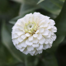 Load image into Gallery viewer, Zinnia &#39;Oklahoma White&#39;