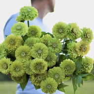 Zinnia 'Benary's Giant Lime'