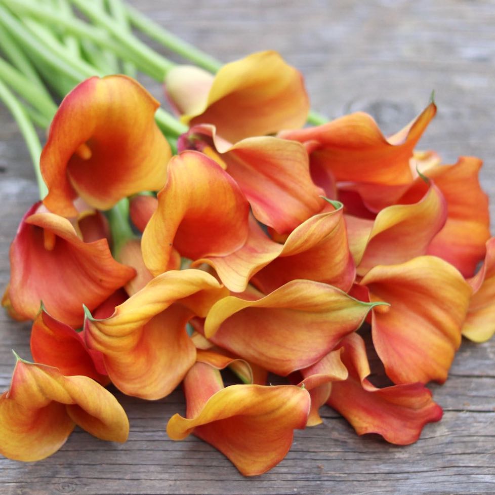 Mango Calla Lily Bulbs