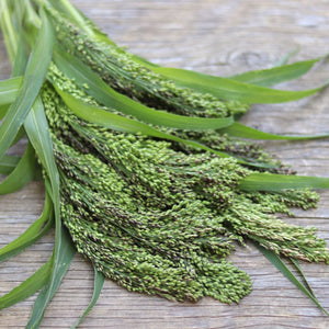 Ornamental Grass 'Broomcorn Millet'