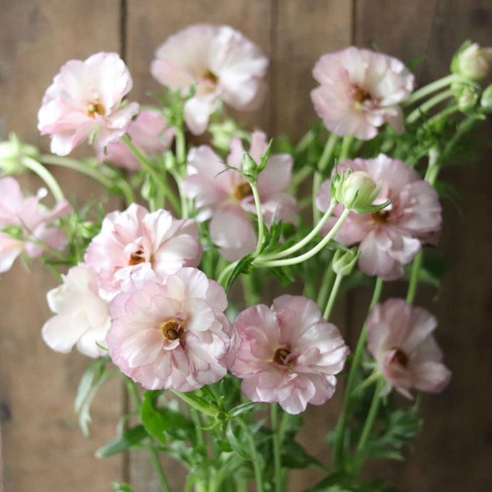 BUTTERFLY RANUNCULUS – ANTONIO VALENTE FLOWERS