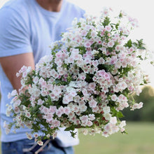 Load image into Gallery viewer, Phlox &#39;Blushing Bride&#39;