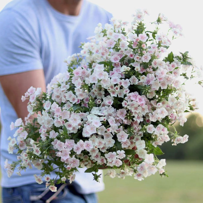 Phlox 'Blushing Bride'