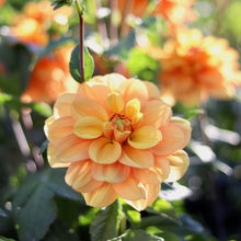 Load image into Gallery viewer, Dahlia &#39;Ginger Snap&#39;