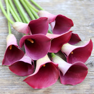 Calla Lily 'Promise'