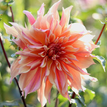 Load image into Gallery viewer, Dahlia &#39;Labyrinth&#39;