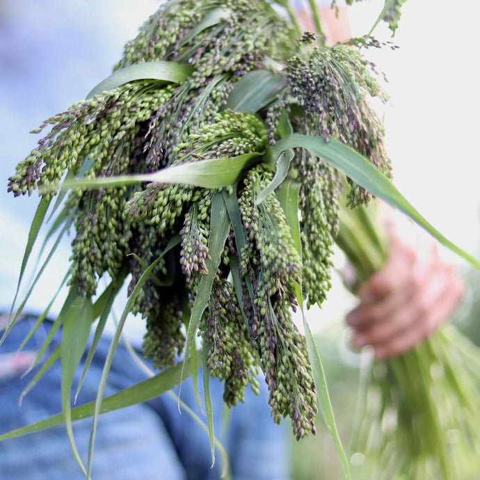 Ornamental Grass 'Broomcorn Millet'