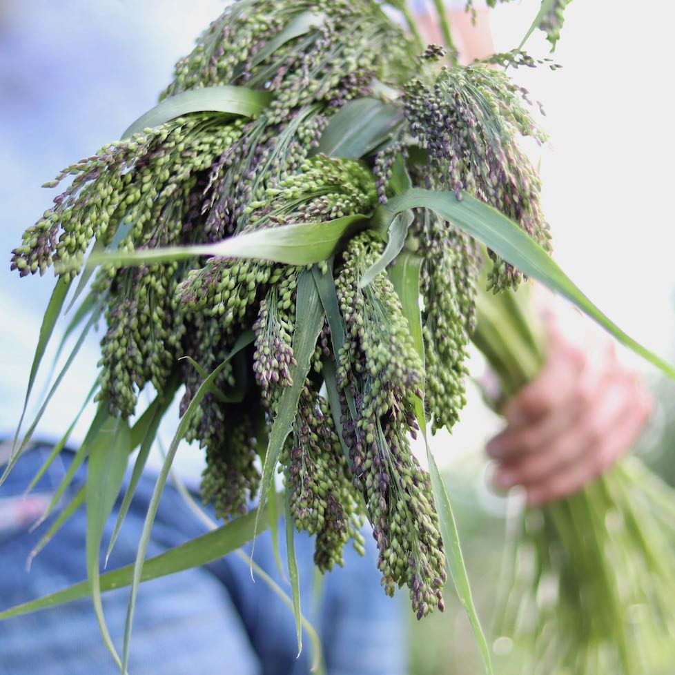 Ornamental Grass 'Broomcorn Millet'