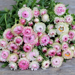 Strawflower 'Silvery Rose'