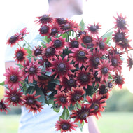 Black Eyed Susan 'Cherry Brandy'