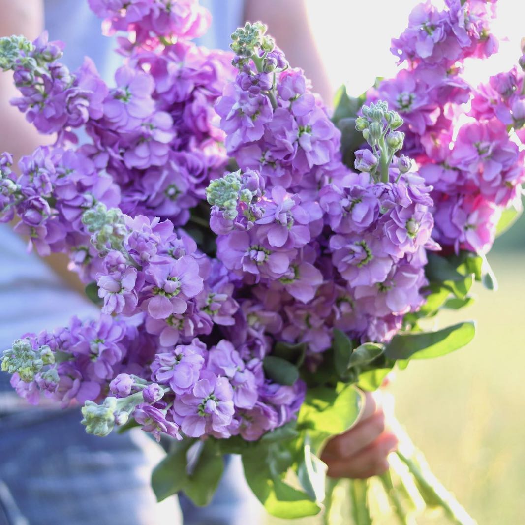stock lavender purple flower Stock 'Lavender' – ANTONIO VALENTE FLOWERS