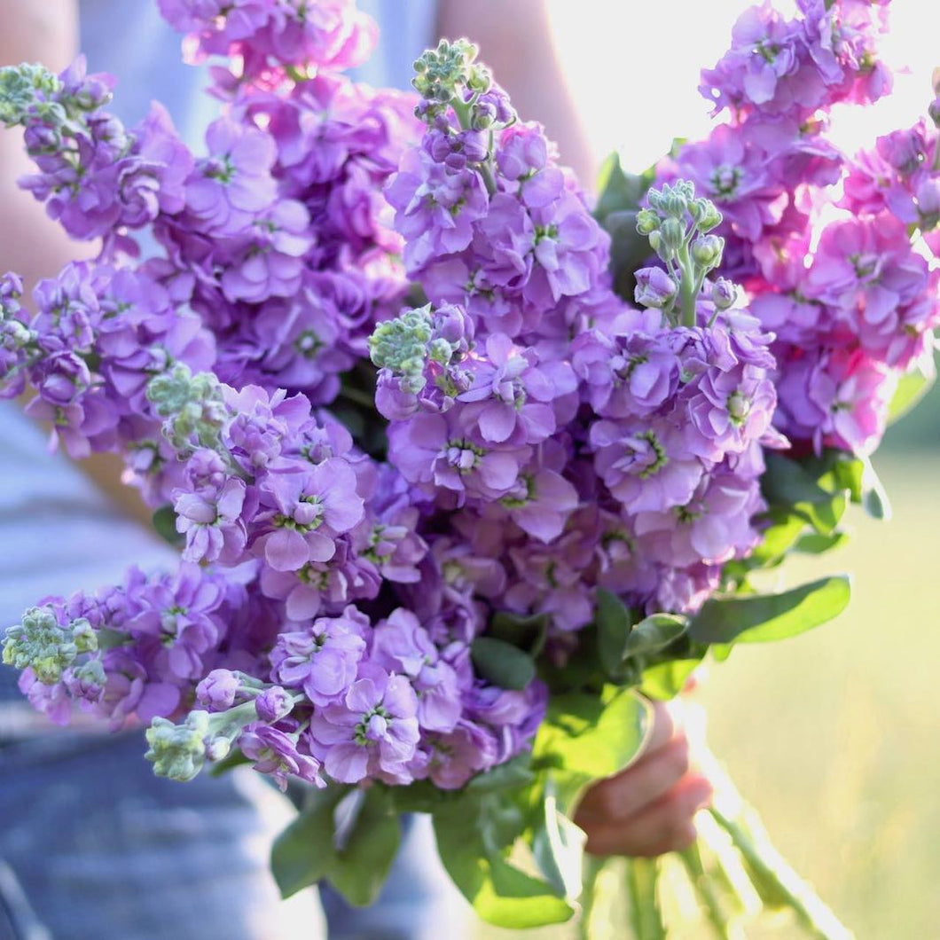 lavender stock flower Stock 'Lavender' – ANTONIO VALENTE FLOWERS