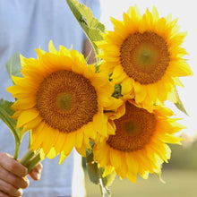 Load image into Gallery viewer, Sunflower &#39;Pro Cut Gold&#39;