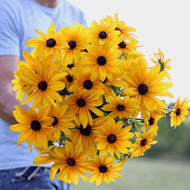 Black Eyed Susan 'Indian Summer'