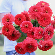 Zinnia 'Benary's Giant Coral'