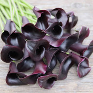 Calla Lily 'Odessa'